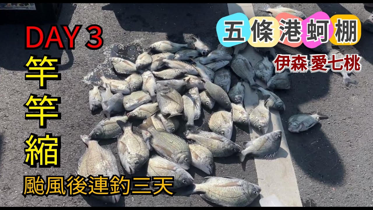 滿地都是魚，趕快來！噓...不要跟別人說喔，我怕訂不到船位-五條港