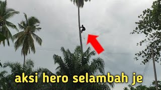 HERO BAJAU laut panjat pokok kelapa 30 meter tinggi