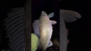 Theyre STILL FULL of eggs! 🎣🐟