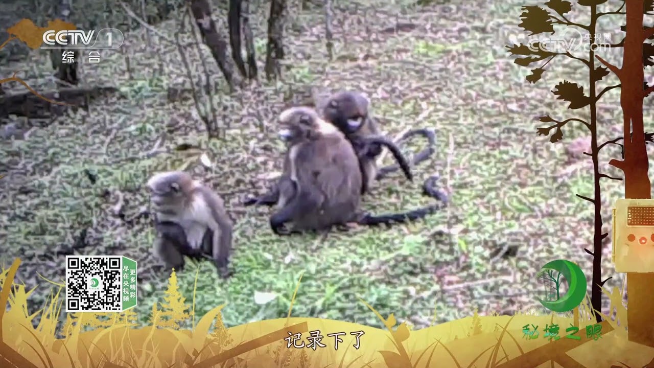 秘境之眼》 黔金丝猴20230507| CCTV - YouTube