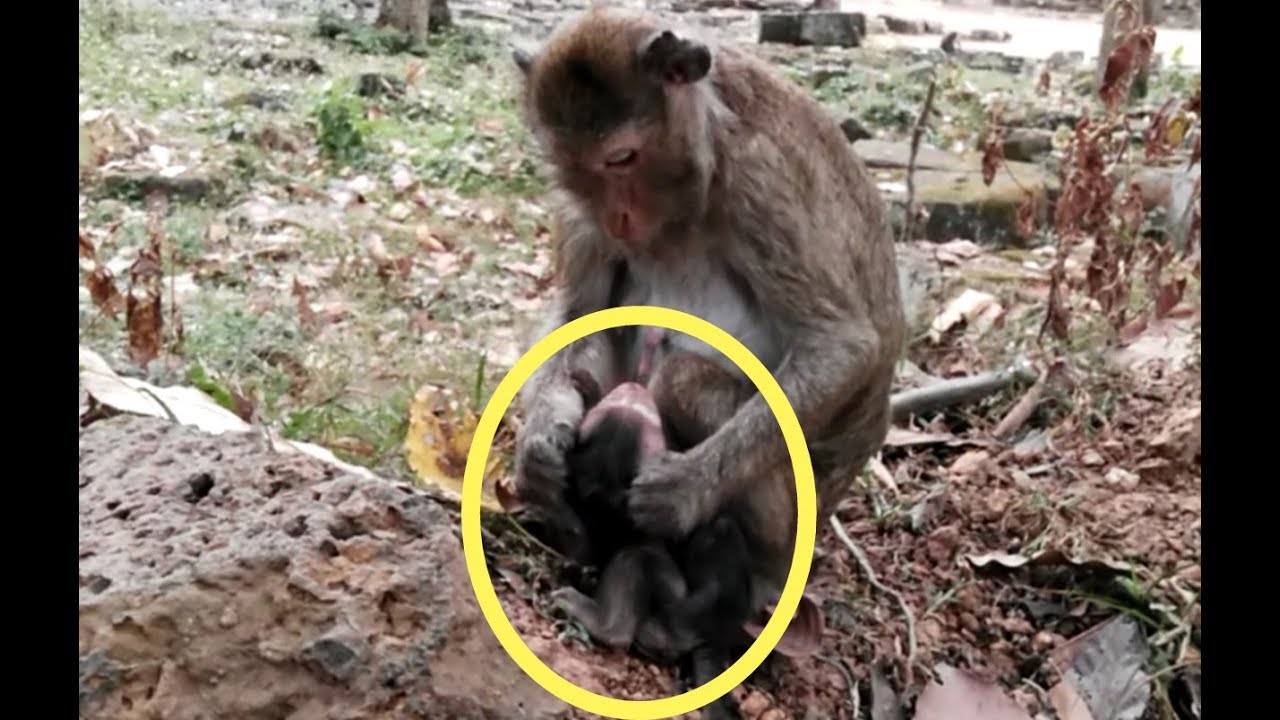 Hurt and So Hurt Why Amari Does Like This On Her Baby - Little Monkey - Lori Broken Heart