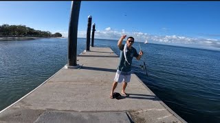 juvenile jewfish off the bongaree jetty bribie island