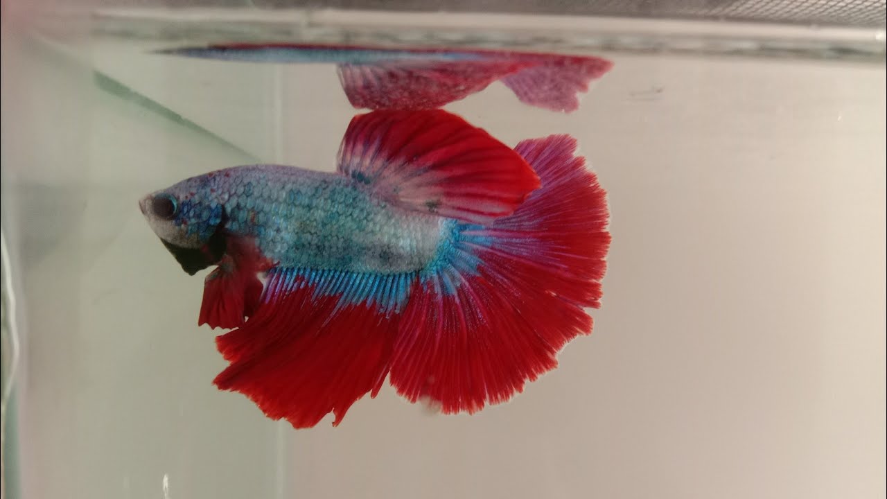 Betta fish flaring | Bettafish aggressive | Bettafish closeup view ...