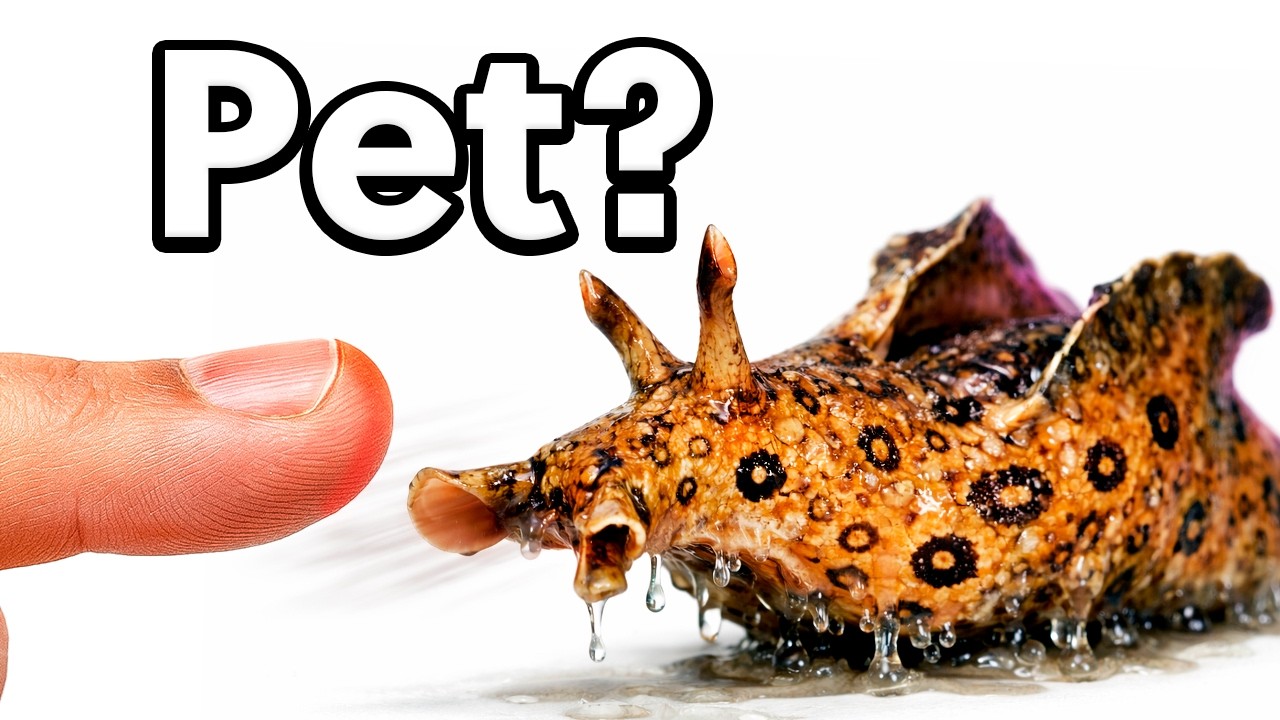 Eu Tenho um Coelho MARINHO como pet (sim, é real!)