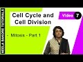 Cell Cycle & Cell Division - Mitosis - Part 1