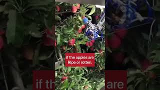 Apple Picker Robot #ai
