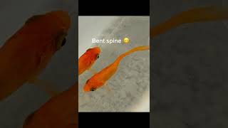 Goldfish Rescue! 🐟 #goldfish #fish #fishrescue