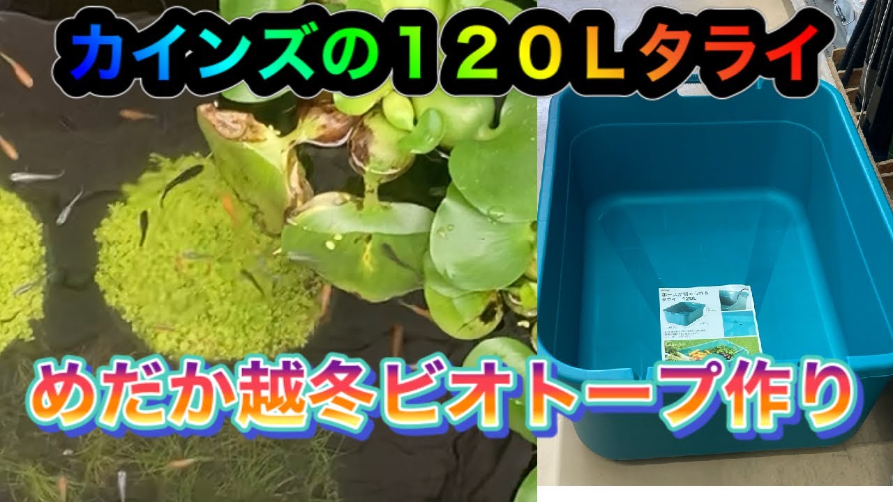 I made a wintering biotope for killifish using a 120L tub that can 