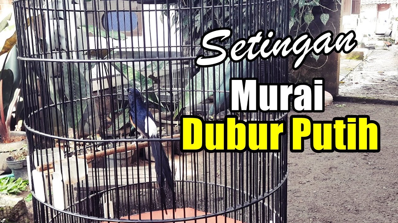 cara mencari setingan MURAI BATU DUBUR PUTIH