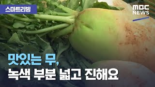 [스마트 리빙] 맛있는 무, 녹색 부분 넓고 진해요 (2020.11.11/뉴스투데이/MBC)