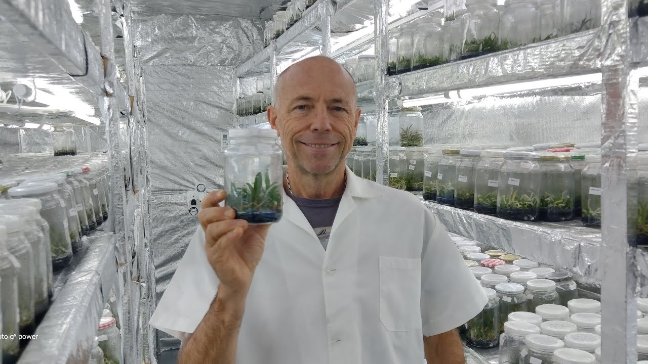 Quase prontas para SAIR do LABORATÓRIO!! Continuação da nossa jornada da 