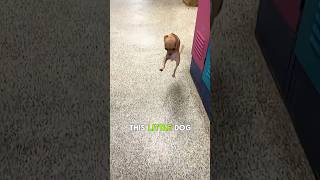 Anjing Berkaki Dua Ini Pantang Menyerah