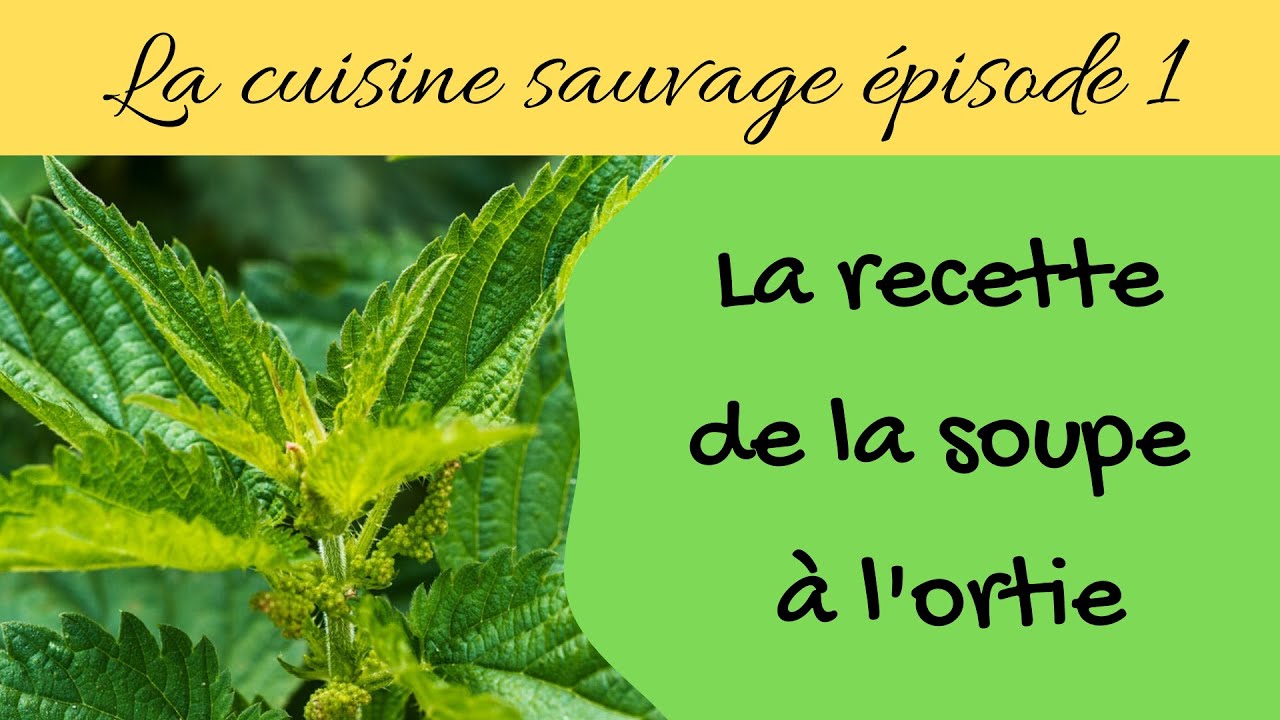 La recette de la soupe à l'ortie