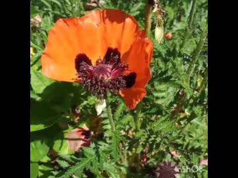 Він цар царів! - YouTube