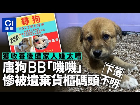 女子領養2個月大唐狗　家人嫌太嘈棄車場　僱主斥不負責任即解僱 ｜01新聞｜棄養｜領養｜唐狗｜葵涌