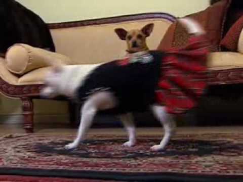Chloes Fashion Show in Beverly Hills Chihuahua