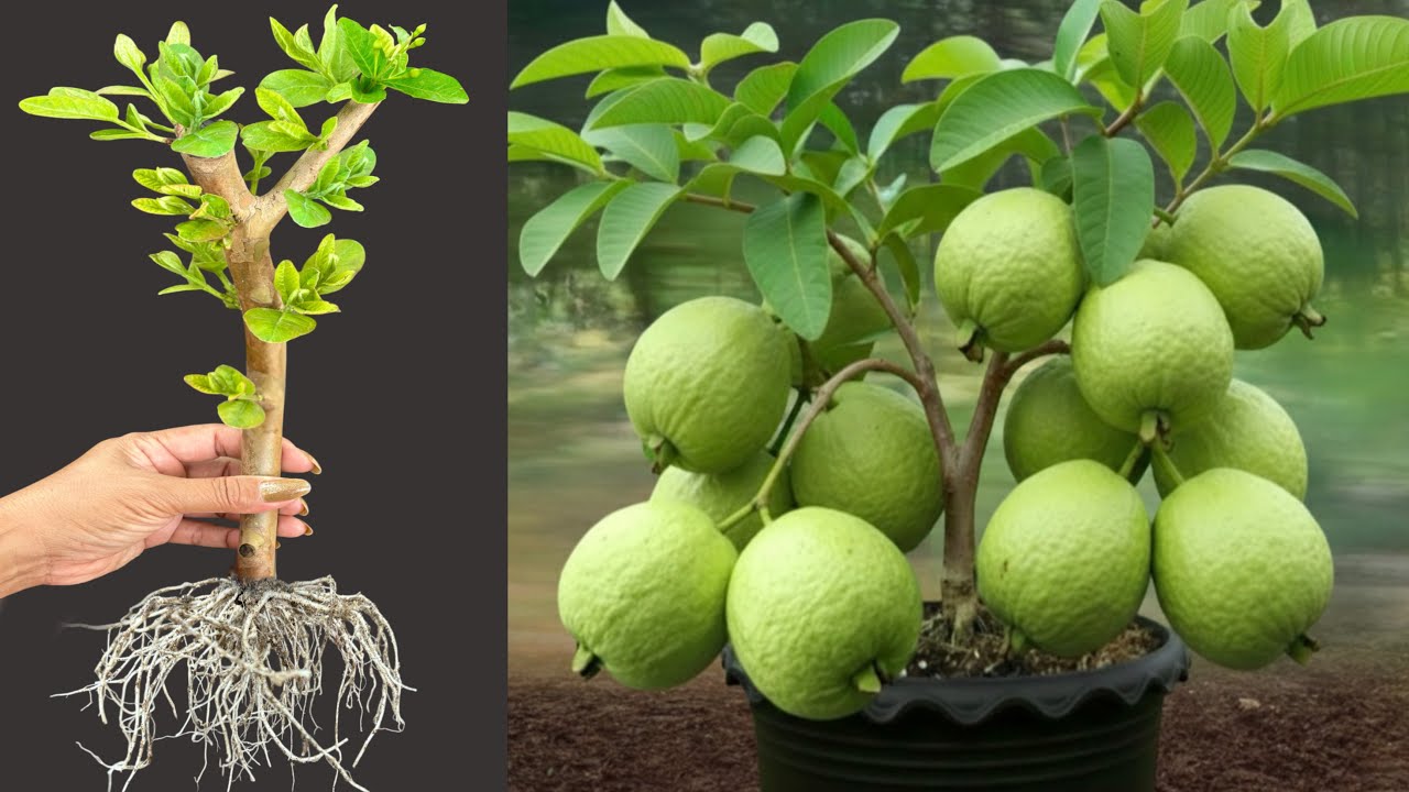 Unique Technique: Grafting Guava Tree Cutting Faster With Aloe Vera