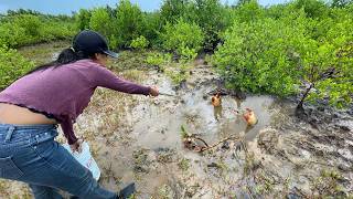Catching Huge Mud Crabs In A Sea Swdan After Low Tide  Catch Many Mud Crabs In Water At Mangroves