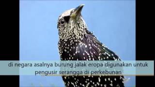 Video dan Audio Jalak Eropa untuk Masteran