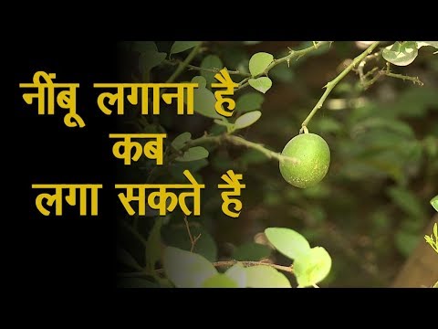 वीडियो: नींबू लेने के लिए कब तैयार हैं?