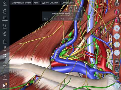 Vídeo: On és la zona supraclavicular?