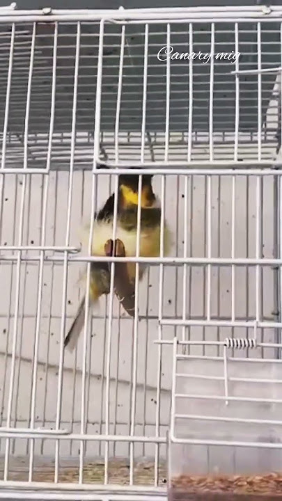 astonishment 🪶 #kenari #birds #bird #canary #lovebirds #birdsong #canarias #canrybird #canario
