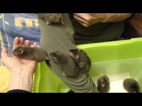 Discovery Wurf - Gold und Teddyhamster - Handzahmung