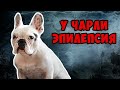 Идиопатическая эпилепсия | Как выглядят приступы | Видео с камеры наблюдения