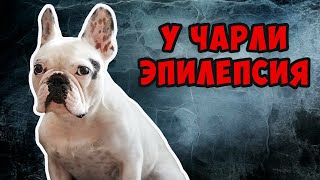 Идиопатическая эпилепсия | Как выглядят приступы | Видео с камеры наблюдения