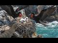 Frigatebird: 280 Days From Egg to Sky Pirate - The Ultimate Seabird