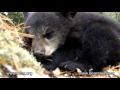 Moments in Lily the Black Bear's life