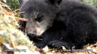Moments in Lily the Black Bear's life