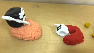 Endocrine System stop motion