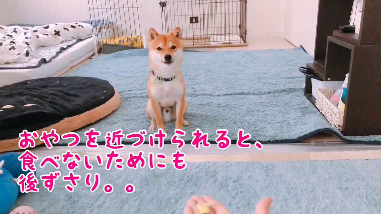 待てがパタパタしてかわいすぎる柴犬 Youtube