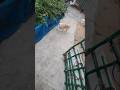 Dog #shorts