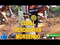 CORAL VERDADEIRA ATACANDO | FABINHO FILHO DO SERTÃO