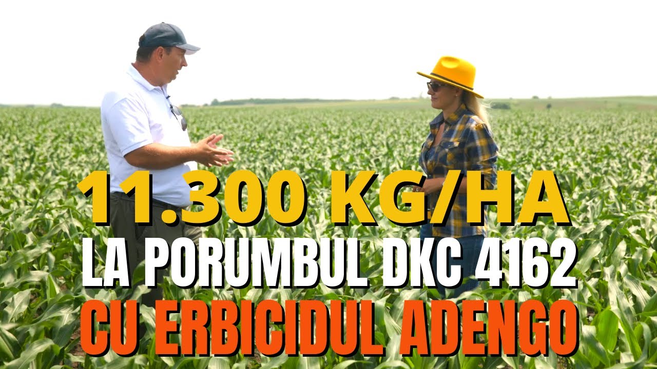 11 300 kg la ha producție la porumbul DKC 4162 cu erbicid Adengo / România văzută din tractor