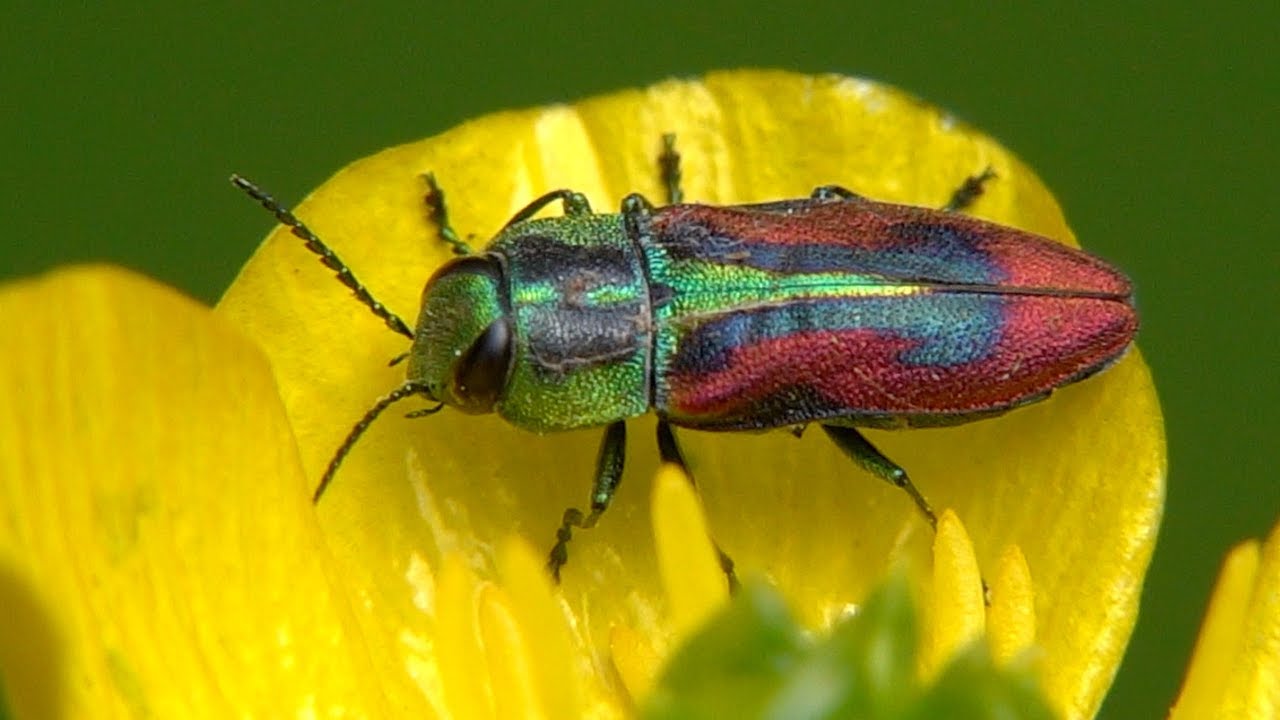 eifel rallye festival Kirschprachtkäfer oder Bunter Kirschbaumprachtkäfer (Anthaxia candens)