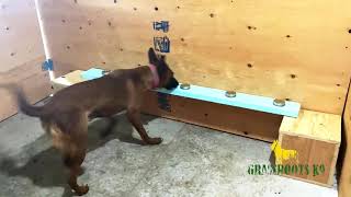 Diva | Explosive Detection Dog | Grassroots K9