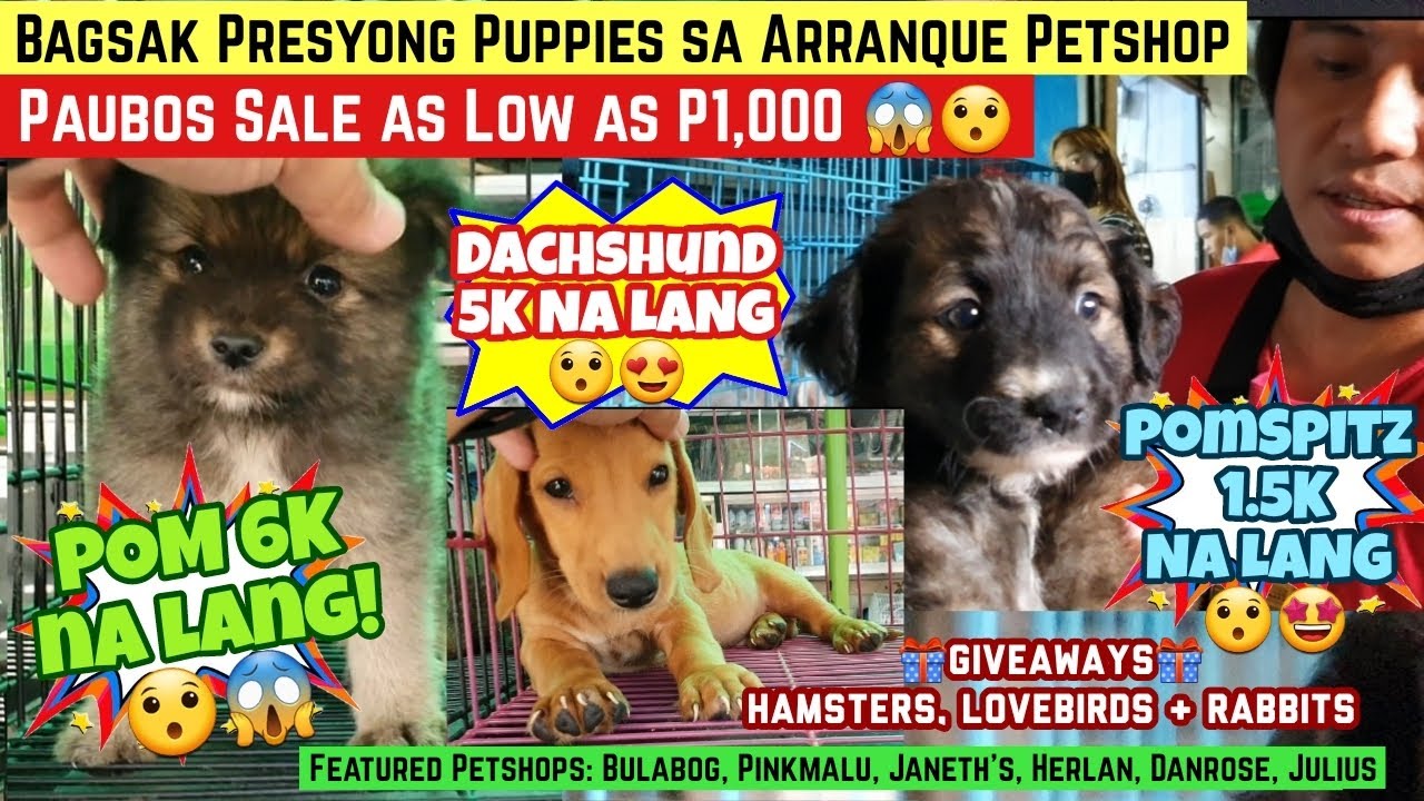 BAGSAK PRESYONG PUPPIES SA ARRANQUE PAUBOS SALE AS LOW AS P1
