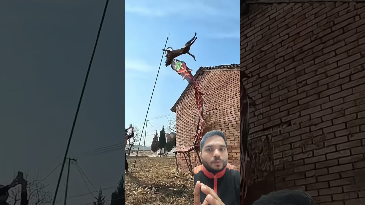 Superman dog 🐕 best practice in ring catch 