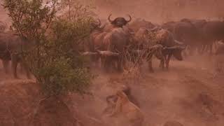 Single lioness takes on a herd of buffalo