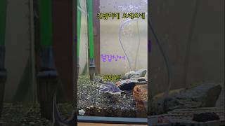 어항 새로운 친구. 철갑상어.물고기 키우기.