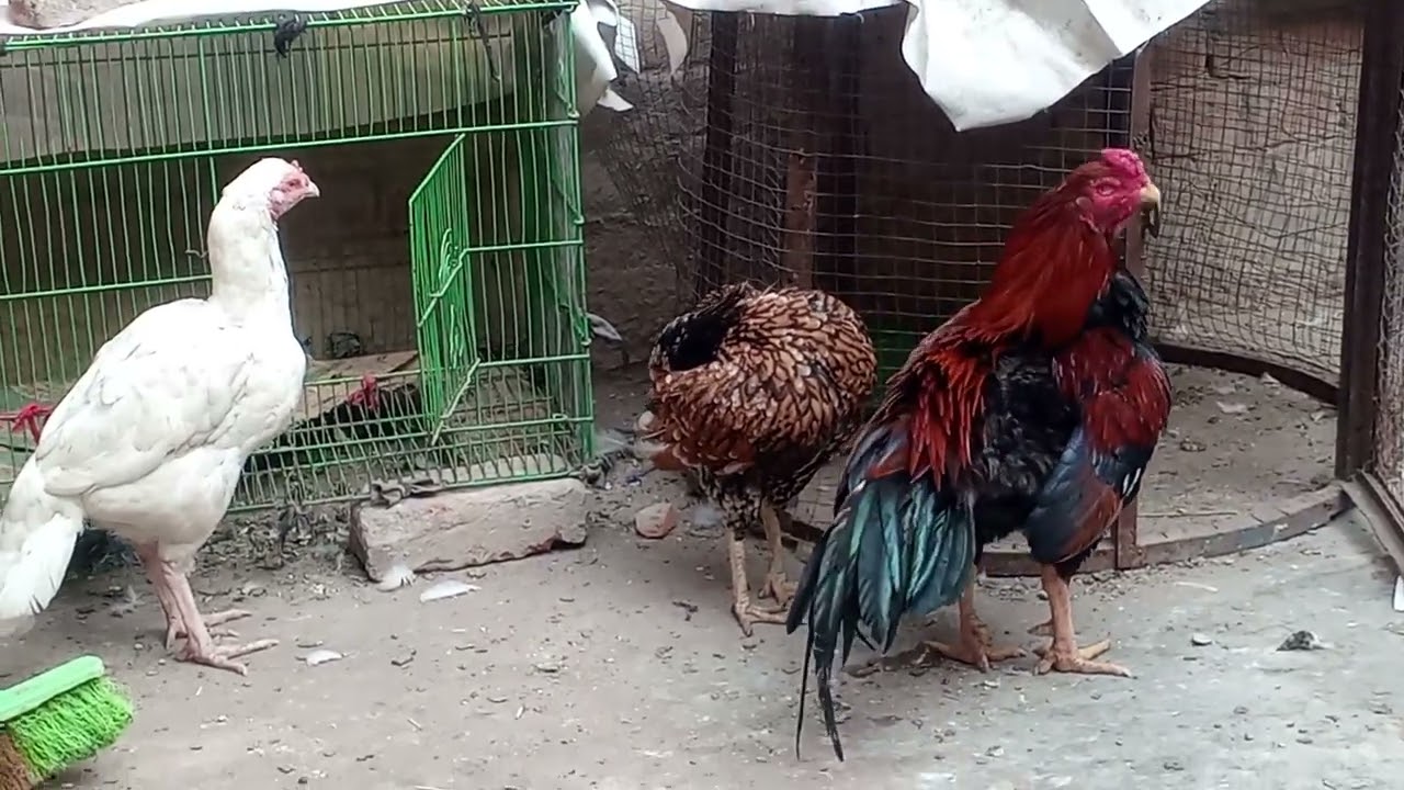 Daliy vilonG aaj G sub #bird ka #shoqe kary #Madi #anda par bath gyei