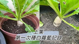 ［新手種植·白蘿蔔上集］第一次嘗試用盆栽種植白蘿蔔，很有趣～季節很重要‼️