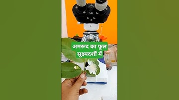 Guava flower in microscope #ytshorts #guvava #guava