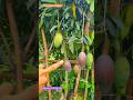 Thai kiojay mango #shorts