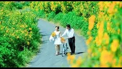 Lâm Đồng: " Hoa Dã Quỳ " sản phẩm du lịch mới của Đà Lạt