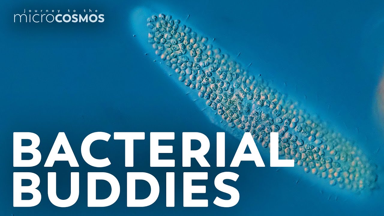 Kentrophoros: The Mouthless Ciliate With a Back Full of Snacks