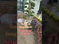 pertamanan ok jga